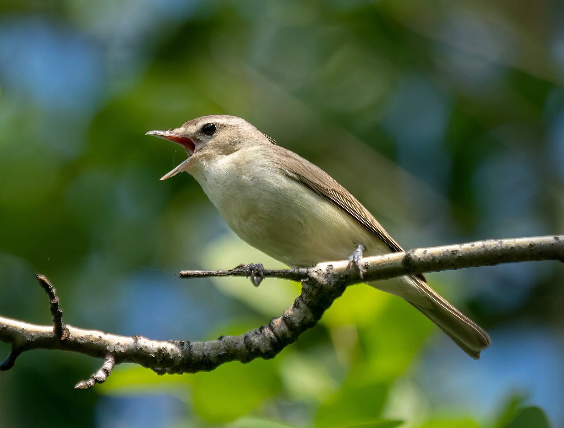 Warbling Vireo by Rhododendrites is licensed under CC BY-SA 4.0.